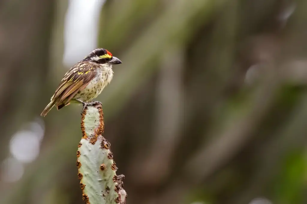Red-fronted Barbet Perched on a cactus