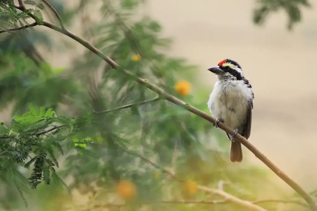 Red-fronted Barbets Perched on a Branch