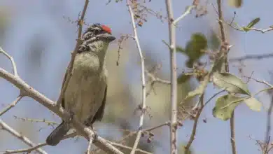 Red-fronted Tinkerbirds on a Tree Branch