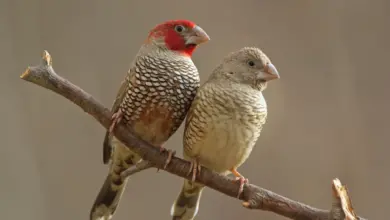 Male And Female Red-headed Finches Perched On Thorn