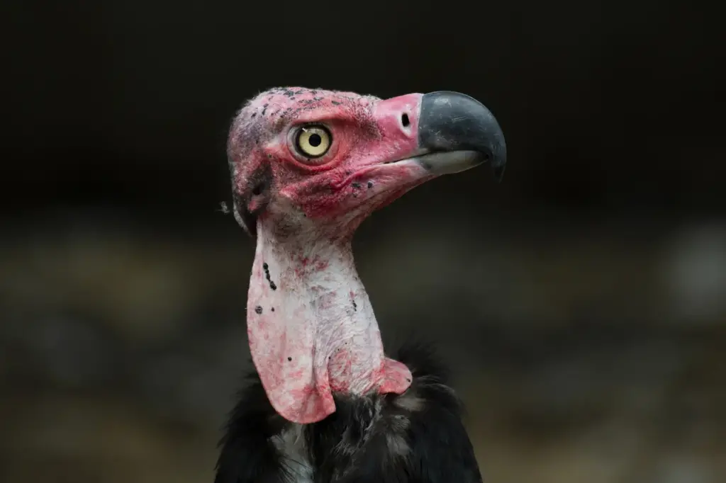 Closeup Image of Red-headed Vultures