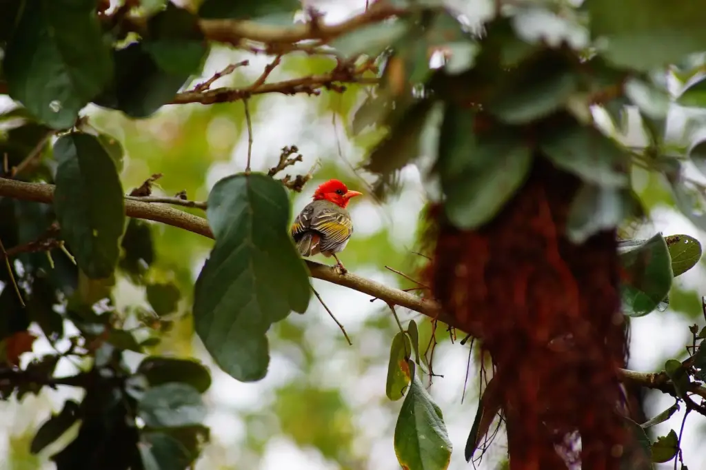 The Red-headed Weavers Perched On A Branch Into The Woods