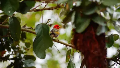 The Red-headed Weavers Perched On A Branch Into The Woods