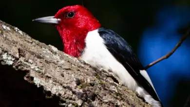 The Red-headed Woodpeckers Sat On A Tree Branch