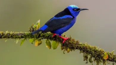 A Red-legged Honeycreeper is sitting on a branch of a tree.