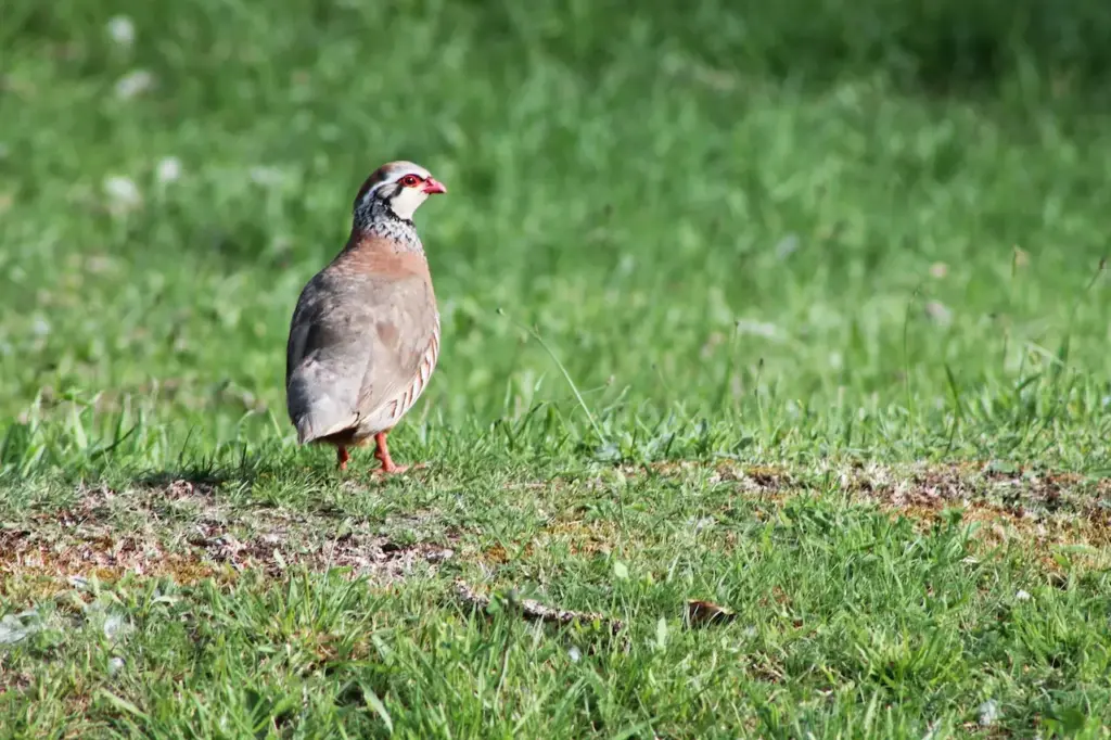 The Red-legged Partridge Waling In A Grass