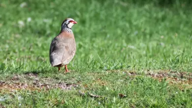 The Red-legged Partridge Waling In A Grass