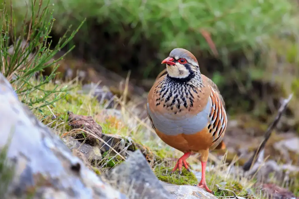 Close up of Red-legged Partridges  