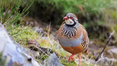 Close up of Red-legged Partridges