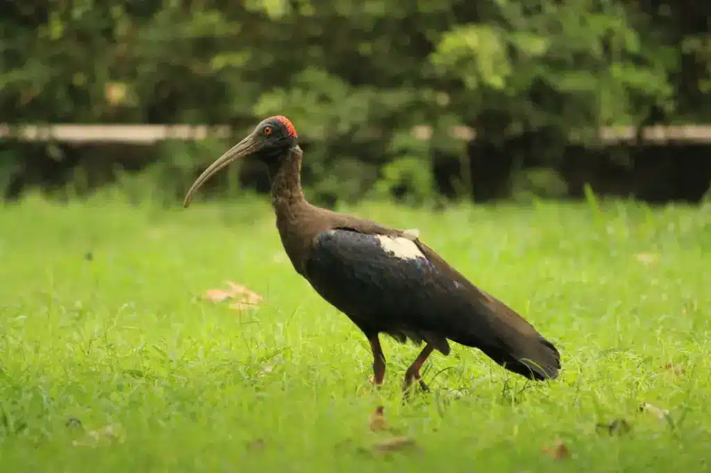 A Red-naped Ibises Standing On Green Grass