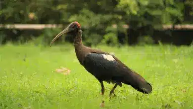 A Red-naped Ibises Standing On Green Grass