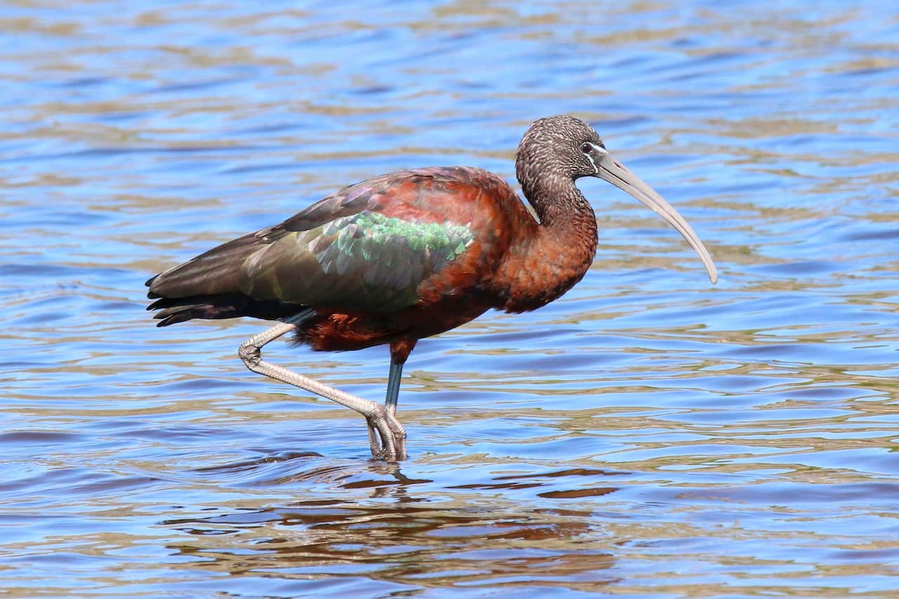 Red-naped Ibises searching for food in the lake.