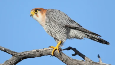 Red-necked Falcons