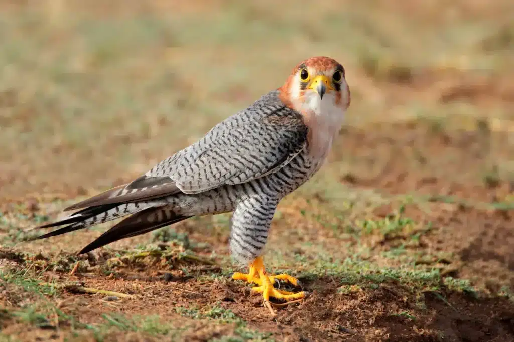 Red-necked Falcons is on the Ground 