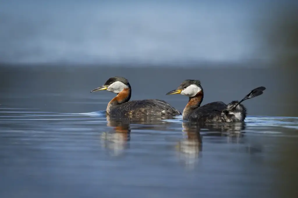 Pair of Red-necked Grebes on the Water