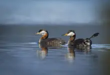 Pair of Red-necked Grebes on the Water