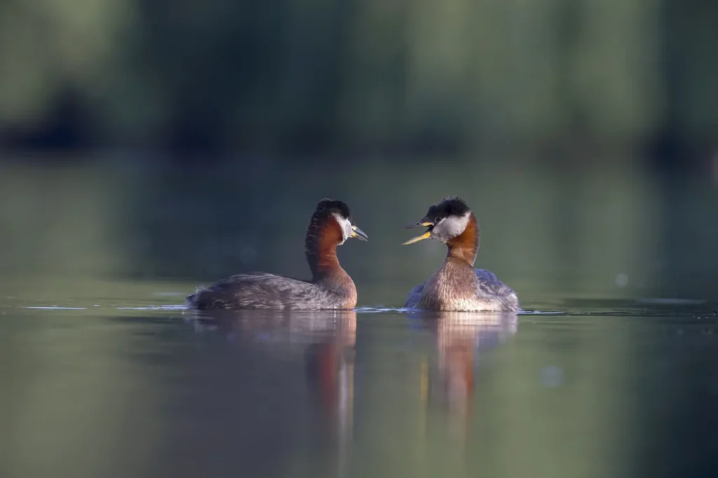 Red-necked Grebes Image