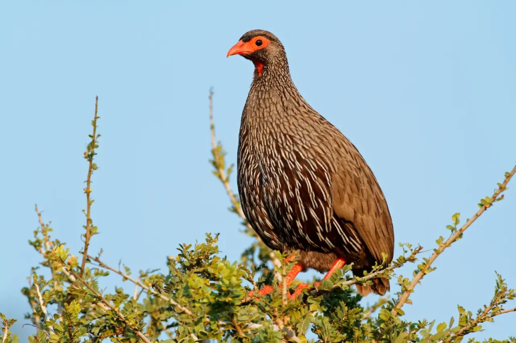 Red-necked Spurfowl Sitting in the Tree