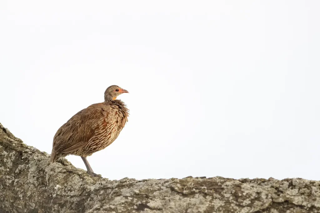 Red-necked Spurfowl on a Tree Branch