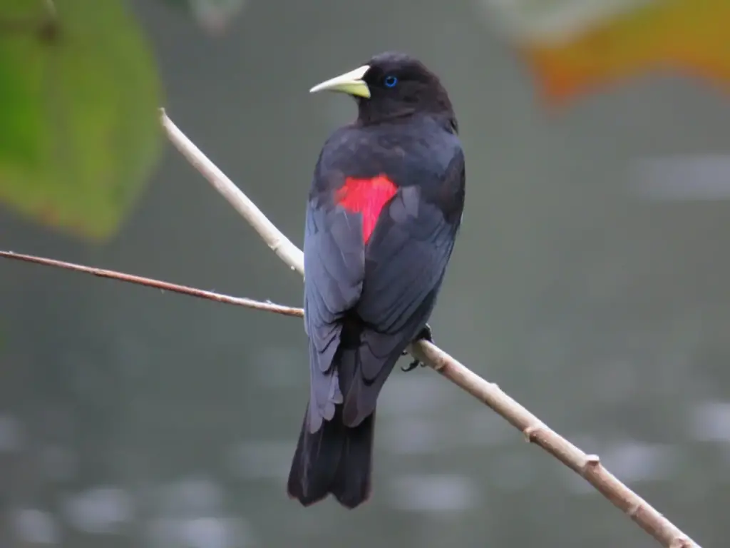 A Red-rumped Caciques Rests on a Tree Branch Alone in the Forest.