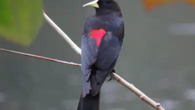 A Red-rumped Cacique rests on a tree branch alone in the forest.