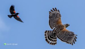Red-shouldered Blackbirds (Agelaius assimilis) And Hawk Flying