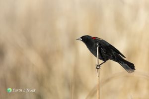 Red-shouldered Blackbirds (Agelaius assimilis) On A Reed