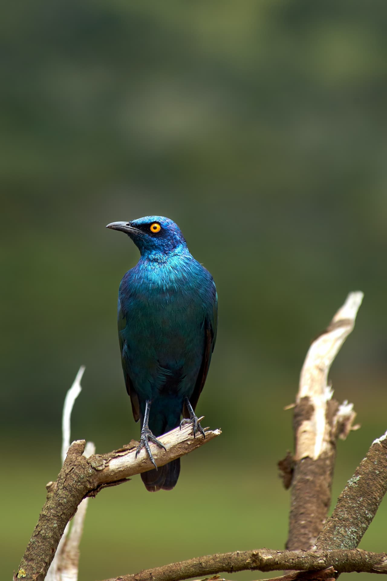 The Red-shouldered Glossy Starlings Is Perched On A Tree