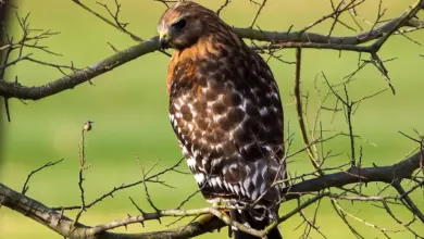 A Red-shouldered Hawk perched on a tree branch alone in the forest.