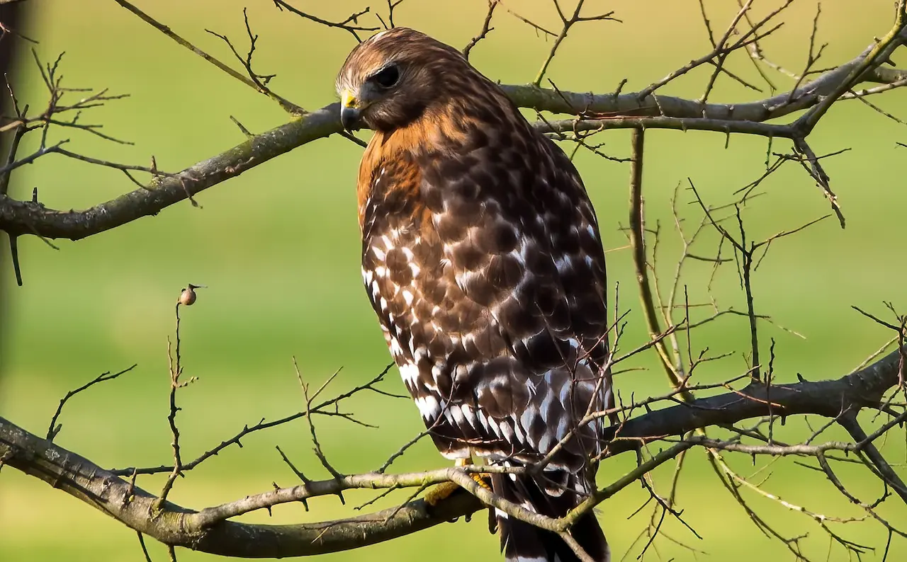 Red-shouldered Hawks (Buteo lineatus) Information | Earth Life