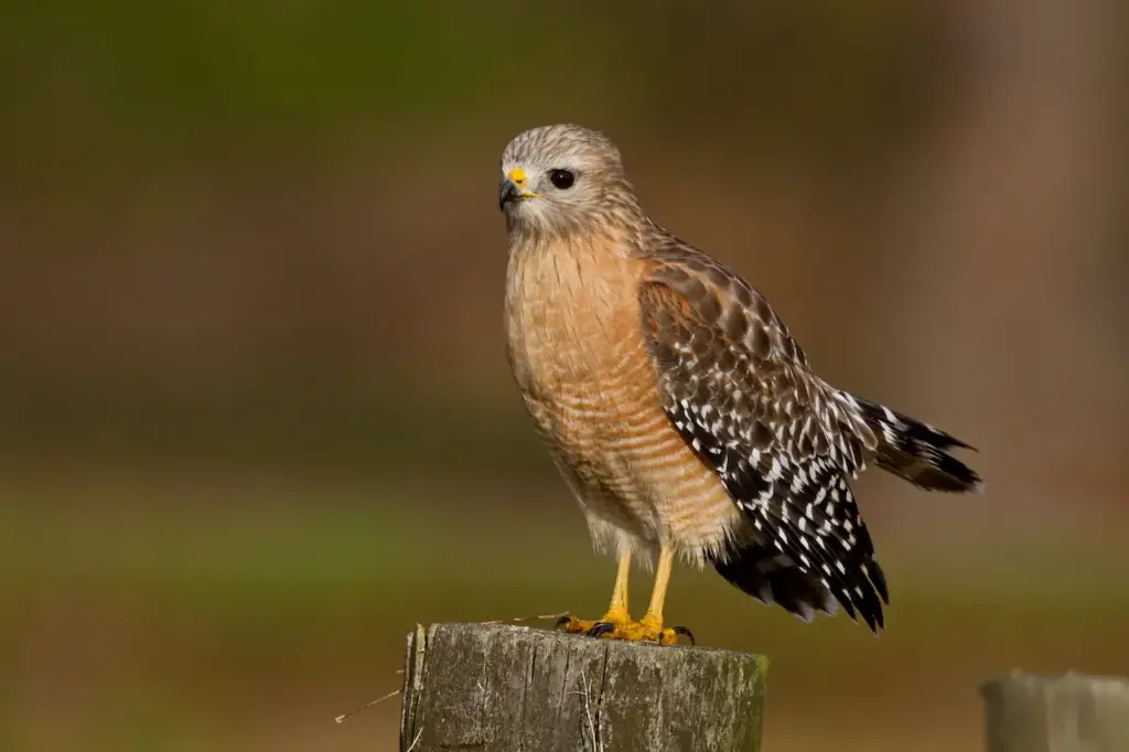 Red-shouldered Hawks Image 