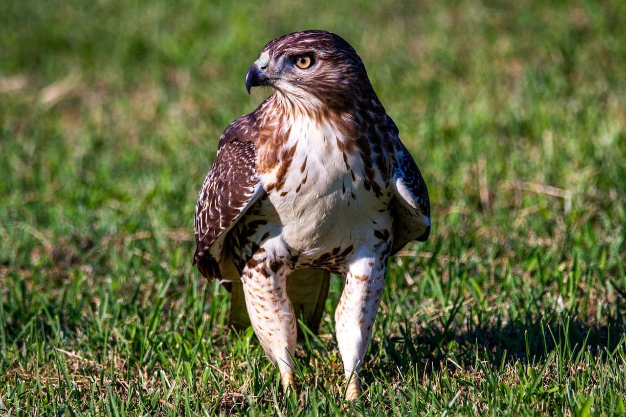 A Red-tailed hawk walking in the grass.