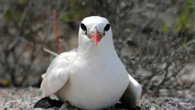Red-tailed Tropicbirds