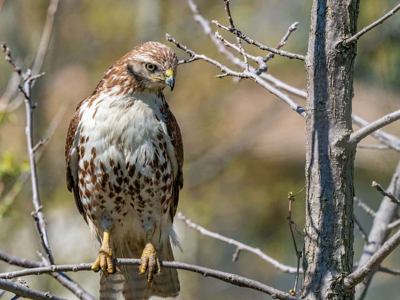 A Red-tailed hawk sitting on a tree branch in the forest alone.
