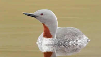 A Red-throated Divers On The Water