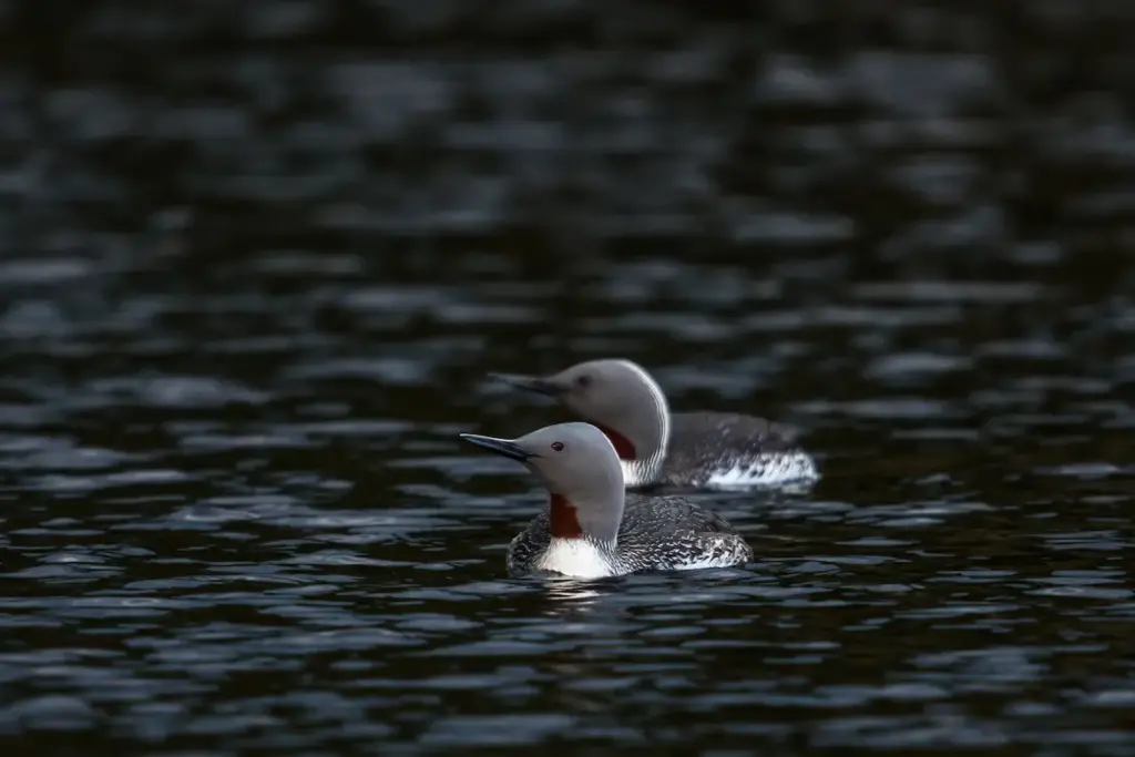 Two Red-throated Diver on a Lake