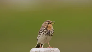 Red-throated Pipit