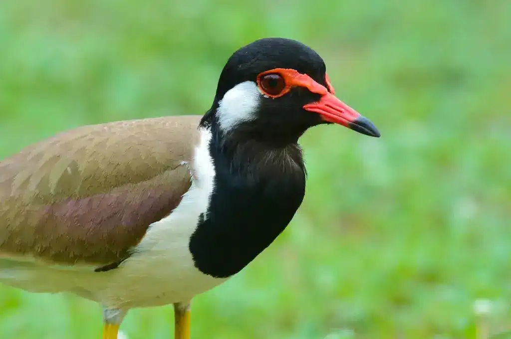Closeup Image of Red-wattled Lapwings