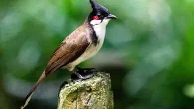 A Red-whiskered Bulbul bird standing on a log.