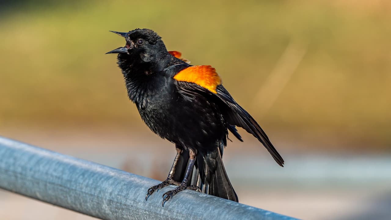 A Red-winged Blackbird resting on a metal pole.