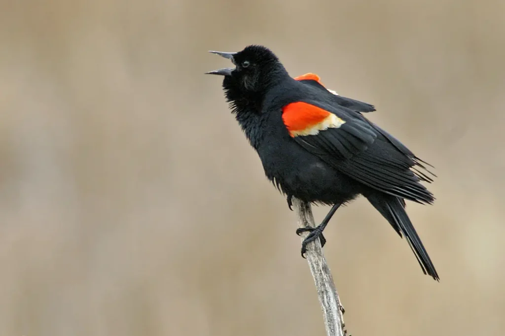Red-winged Blackbirds