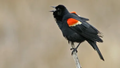 Red-winged Blackbirds Perched on a Thorn