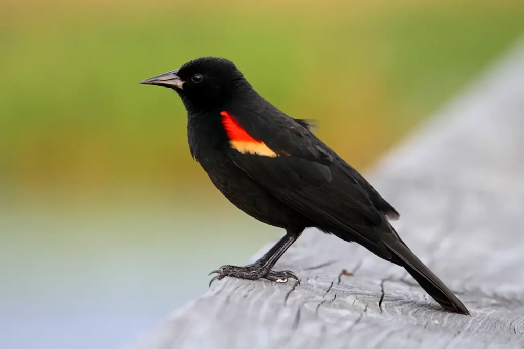 Red-winged Blackbirds on the Woods 