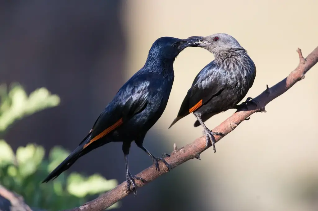 Two Red-winged Starlings Perched on a Branch Kissing