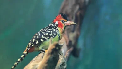 A Red-yellow Barbet Holding an Insect in Its Beak