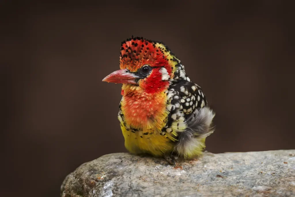 Red-yellow Barbets