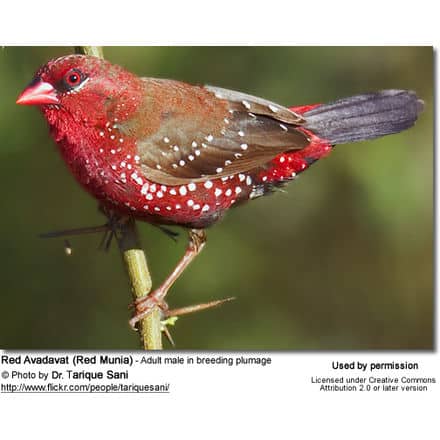 Red Avadavat (Red Munia) - Adult male in breeding plumage
