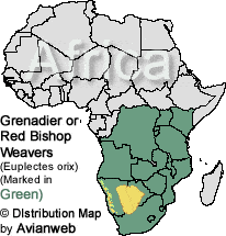 Grenadier or Red Bishop Weavers (Euplectes orix)