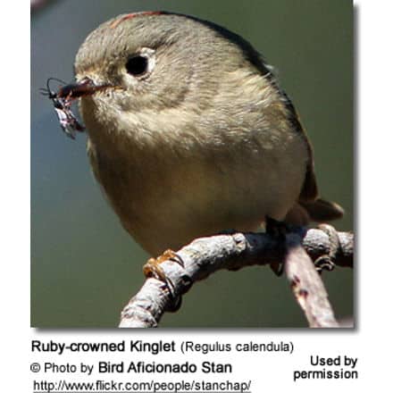 Ruby-crowned Kinglet (Regulus calendula)