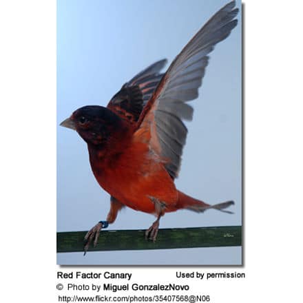 Red Factor canary